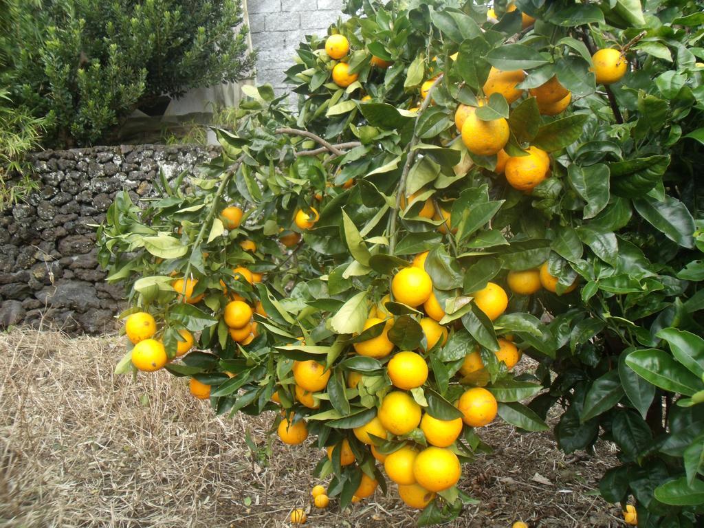 Tropical Fruit Garden Hotell Velas Exteriör bild