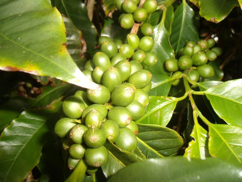 Tropical Fruit Garden Hotell Velas Exteriör bild
