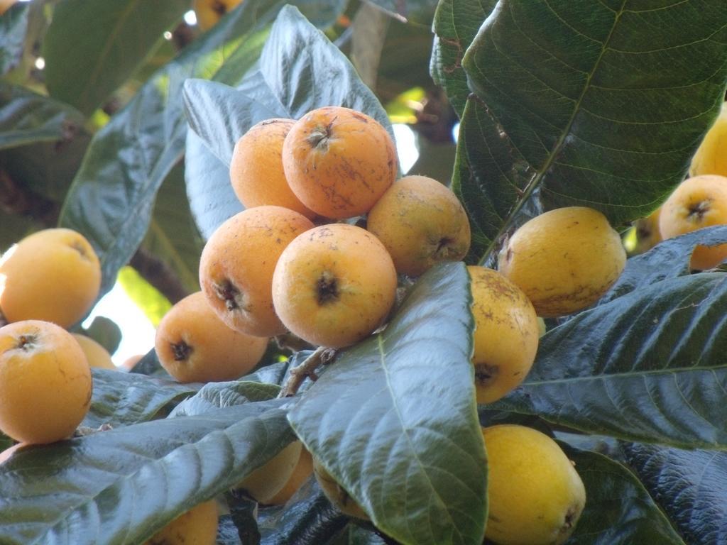 Tropical Fruit Garden Hotell Velas Exteriör bild